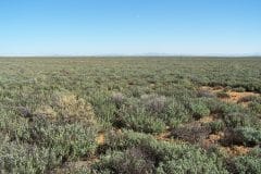 Bantamsfontein