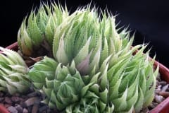 Haworthia herbacea Ham1810