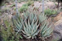 Aloe claviflora, Upington (1)