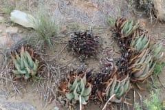 Aloe claviflora, Upington (2)