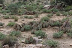 Aloe claviflora, Upington (3)