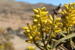 Aloe dichotoma & Aloe ramosissima, Richtersveld National Park (3)