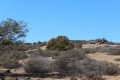 Aloe dichotoma & Aloe ramosissima, Richtersveld National Park (4)