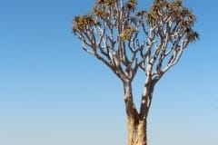 Aloe dichotoma, Fish River Canyon (1)