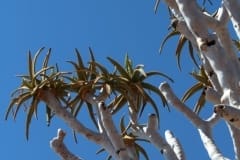 Aloe dichotoma, Fish River Canyon (2)