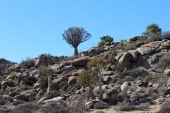 Aloe dichotoma, Goegap Nature Reserve (1)