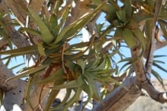 Aloe dichotoma, Goegap Nature Reserve (2)