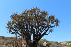 Aloe dichotoma, Goegap Nature Reserve (4)