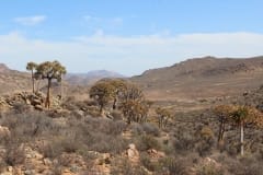 Aloe dichotoma, Goegap Nature Reserve (5)