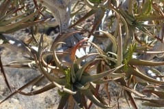 Aloe dichotoma, Goegap Nature Reserve (6)