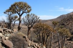 Aloe dichotoma, Goegap Nature Reserve (7)
