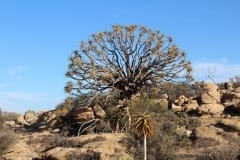 Aloe dichotoma, Sperrgebiet Lodge (2)