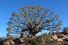 Aloe dichotoma, Sperrgebiet Lodge (3)