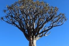 Aloe dichotoma, Sperrgebiet Lodge (5)