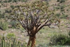 Aloe dichotoma, Upington (1)