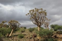 Aloe dichotoma, Upington (2)