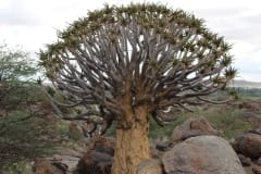 Aloe dichotoma, Upington (3)