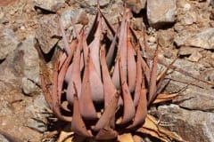 Aloe gariepensis, Aggeneys (1)