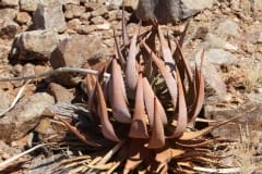 Aloe gariepensis, Aggeneys (3)