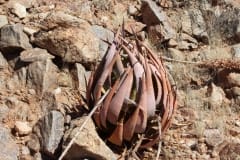 Aloe gariepensis, Aggeneys (4)