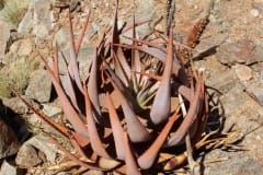 Aloe gariepensis, Aggeneys (5)
