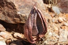 Aloe gariepensis, Aggeneys (6)