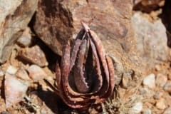 Aloe gariepensis, Aggeneys (7)
