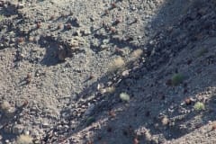 Aloe gariepensis, Fish River Canyon (1)
