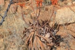 Aloe herreroensis, Keetmanshoop (1)