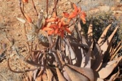 Aloe herreroensis, Keetmanshoop (3)