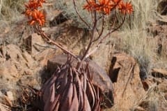 Aloe herreroensis, Keetmanshoop (4)