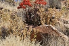 Aloe herreroensis, Keetmanshoop (6)
