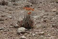 Aloe herreroensis, Namib Naukluft (1)