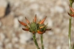 Aloe herreroensis, Namib Naukluft (4)