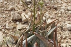 Aloe herreroensis, Namib Naukluft (5)