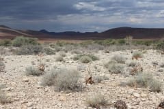 Aloe herreroensis, Namib Naukluft (6)