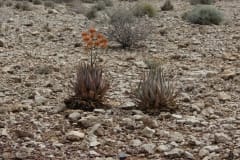 Aloe herreroensis, Namib Naukluft (8)