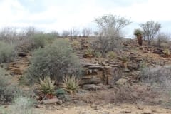 Aloe littoralis, Namib Naukluft (1)