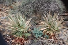 Aloe littoralis, Namib Naukluft (2)