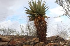 Aloe littoralis, Namib Naukluft (3)