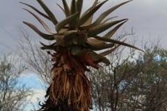 Aloe littoralis, Namib Naukluft (4)