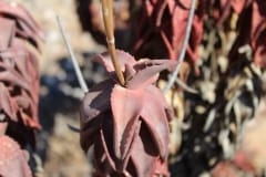 Aloe pearsonii, Helskloof Pass (1)