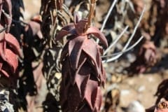 Aloe pearsonii, Helskloof Pass (10)
