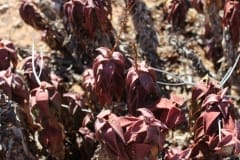 Aloe pearsonii, Helskloof Pass (3)