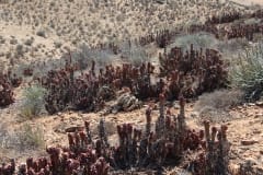 Aloe pearsonii, Helskloof Pass (4)