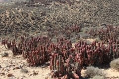 Aloe pearsonii, Helskloof Pass (5)
