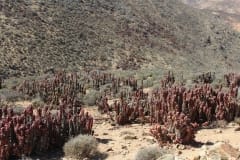 Aloe pearsonii, Helskloof Pass (6)