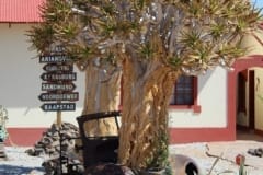 Aloe pillansii, Richtersveld National Park (1)