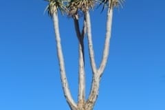 Aloe pillansii, Richtersveld National Park (2)