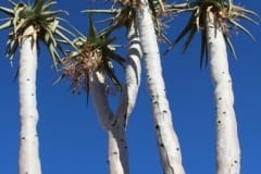 Aloe pillansii, Richtersveld National Park (4)